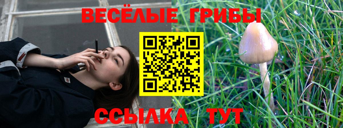 купить  цена  Вход с VPN  Галлюциногенные грибы прущие грибы  Тара  Псилоцибиновые грибы Psilocybe 